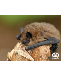 گونه خفاش لب‌ کوتاه Common Pipistrelle 